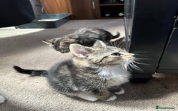 Domestic Shorthair cats for sale: 3 female kittens  - Image 3
