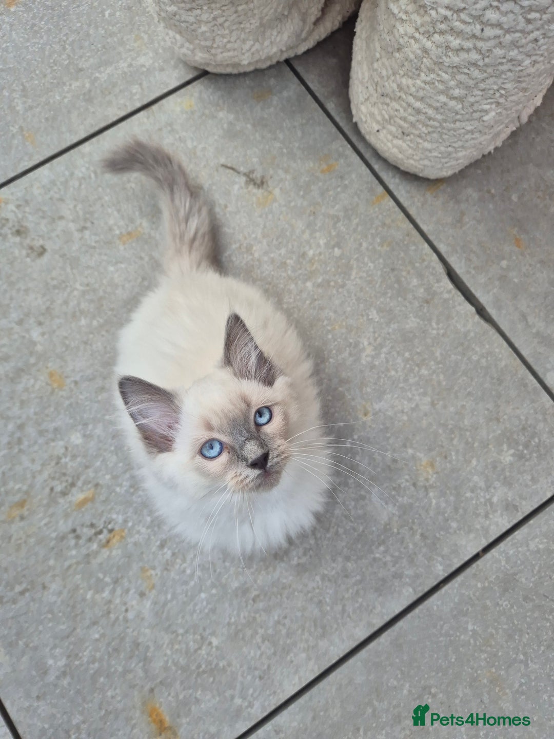 Ragdoll cats for sale: Last Two Blue-Eyed Ragdoll Kittens 💕 - Advert 6