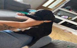 Mixed Breed dogs for sale: Border doodle - Image 20