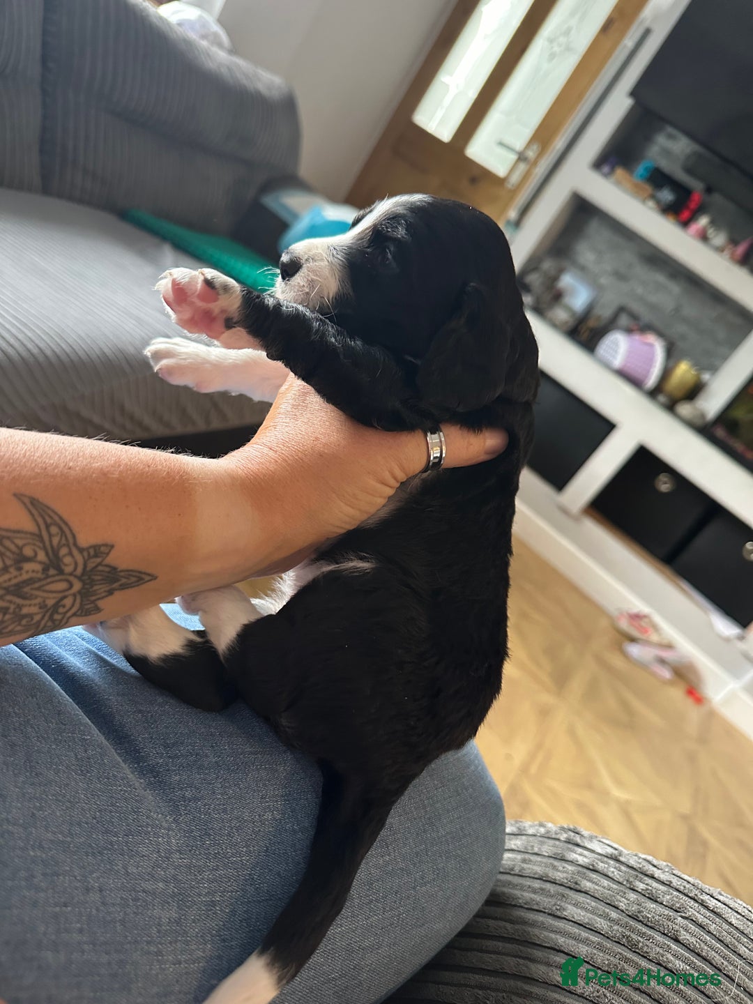 Mixed Breed dogs for sale: Border doodle - Image 20
