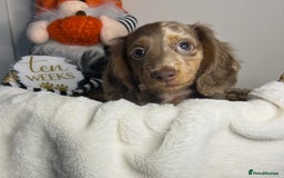 Miniature Dachshund dogs for sale: 🤍🐾 STUNNING DAPPLE BOY READY TO GO 🐾🤍 - Image 18