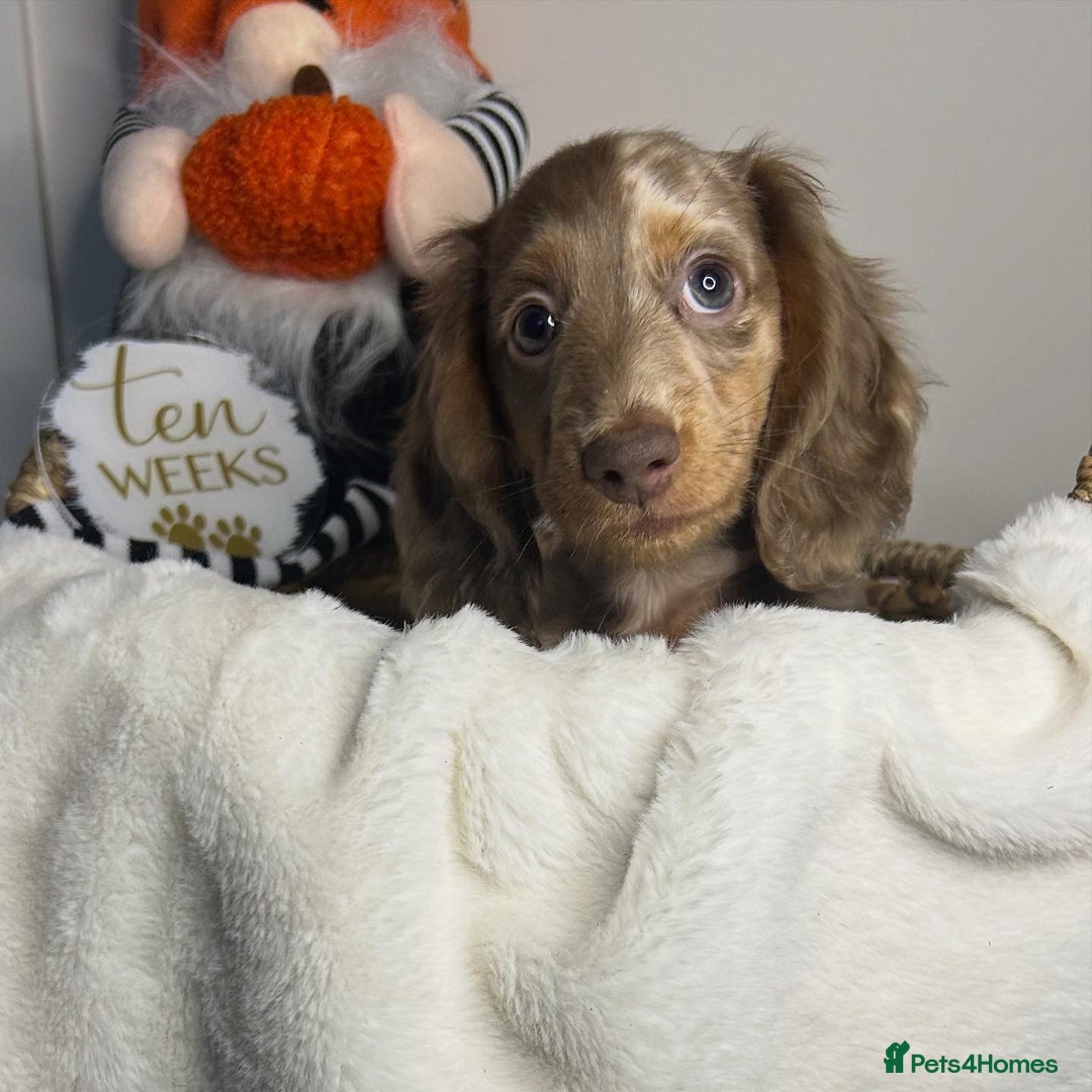 Miniature Dachshund dogs for sale: 🤍🐾 STUNNING DAPPLE BOY READY TO GO 🐾🤍 - Image 18