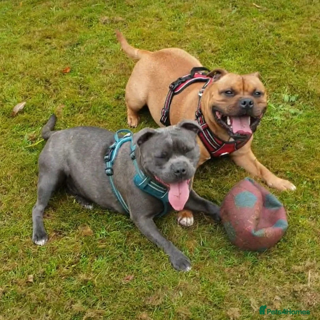 Staffordshire Bull Terrier dogs for stud: 🥨CHIEF CHAMPION SIRED. 🥨🏆  in Rochdale - Advert 14