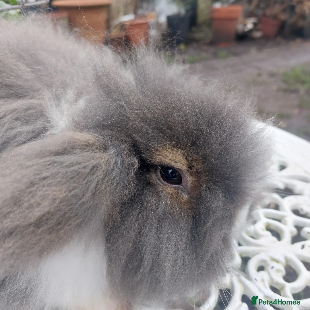 Angora rabbits for sale: STUNNING TEDDYWIDDER BUCK - Advert 2