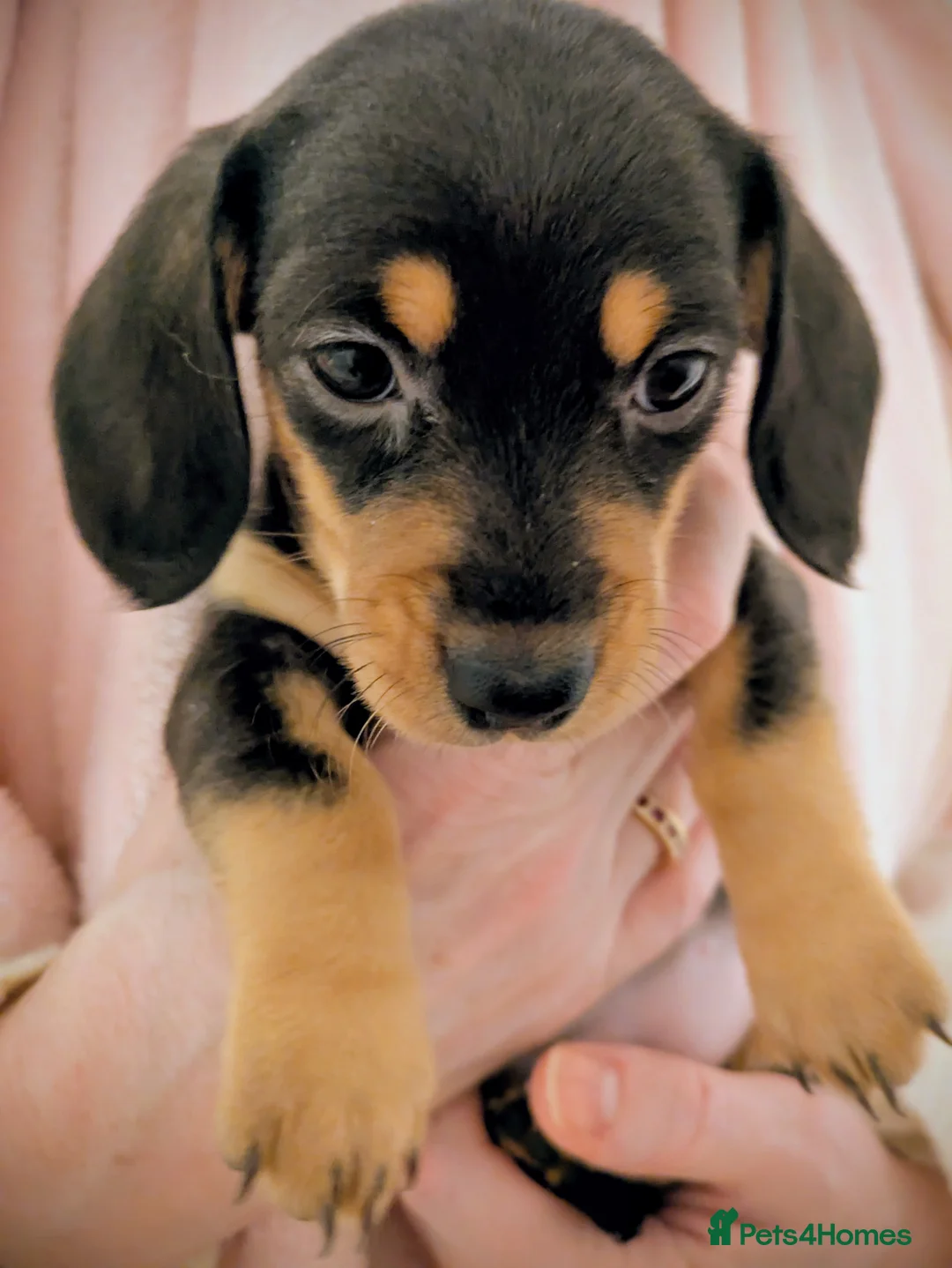 Miniature Dachshund dogs for sale: Miniature baby dachshund - Advert 10