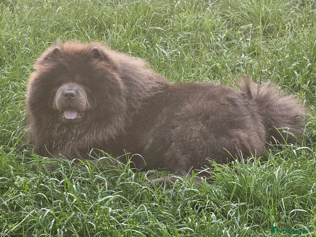 Chow Chow dogs for sale: Chow chow pups kc reg champ lines - Advert 5