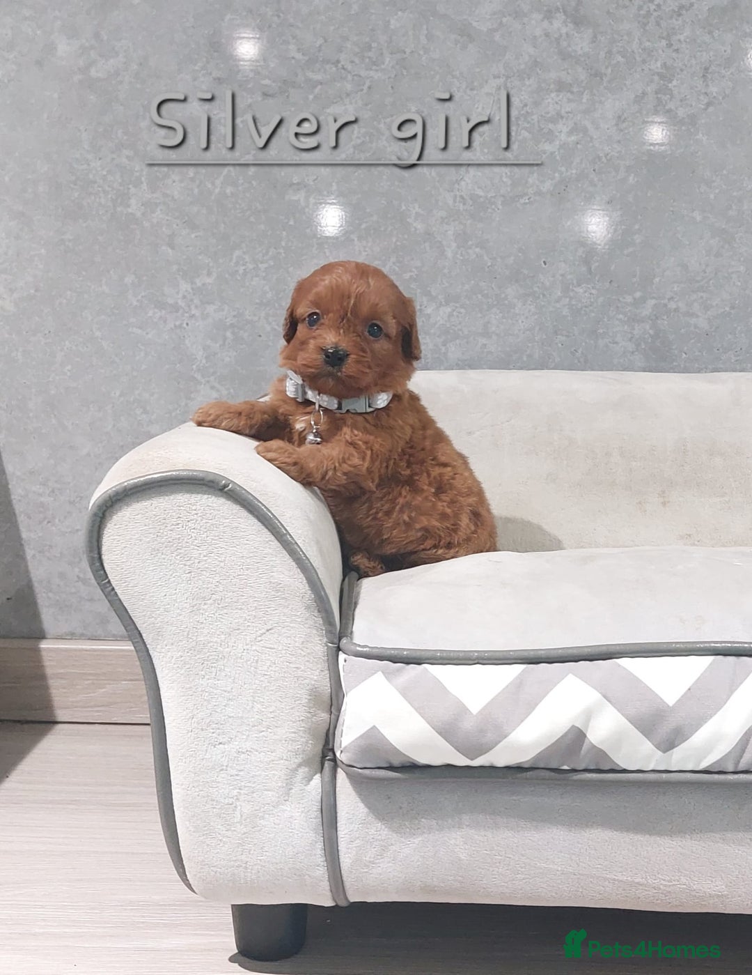 Cavapoo dogs for sale: Beautiful F1 Cavapoo puppies 🥰 - Advert 10