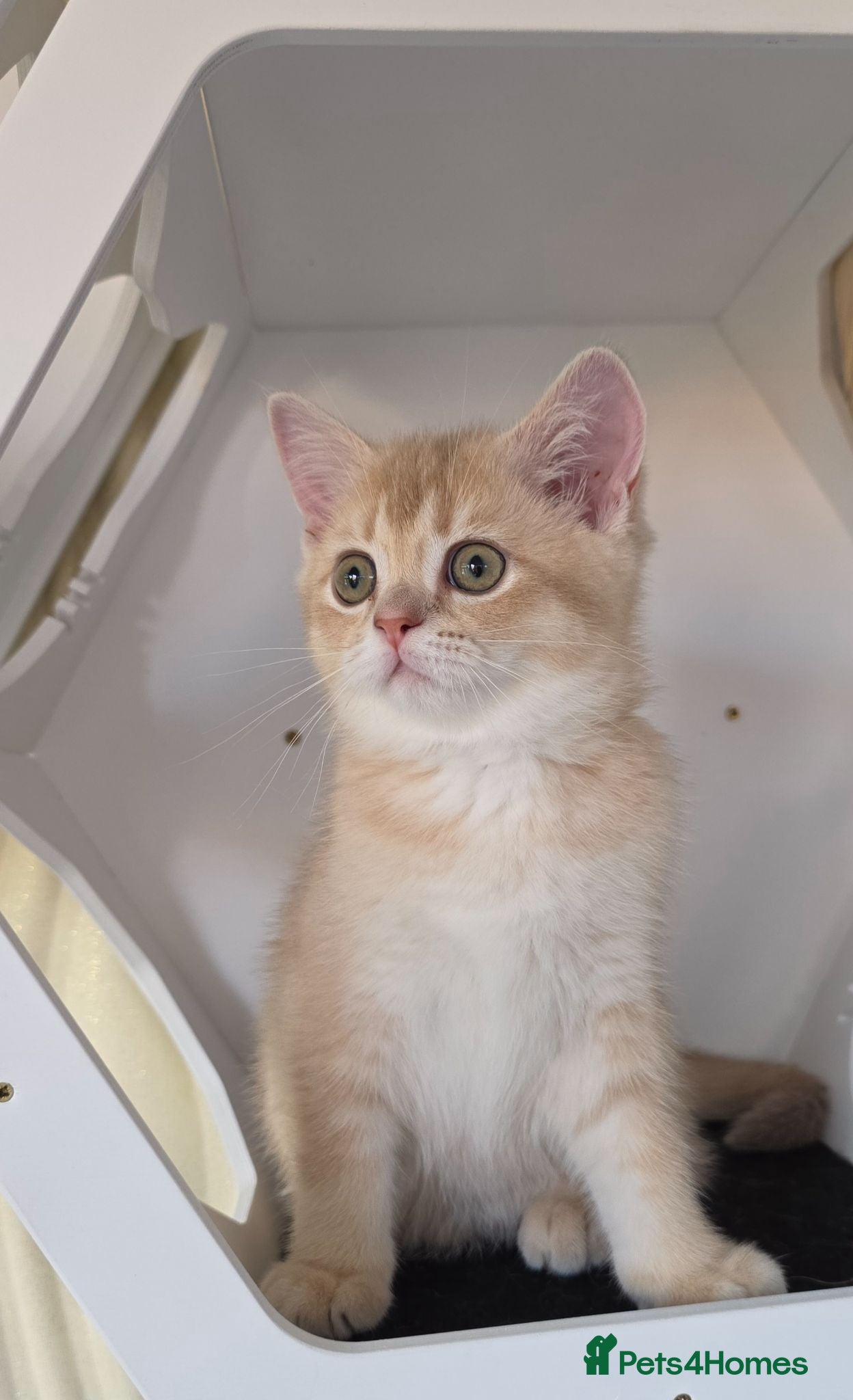 Scottish Fold cats READY NOW RARE INSTAGRAM KITTENS  - Advert 1