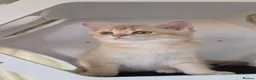Scottish Fold cats for sale: READY NOW RARE INSTAGRAM KITTENS  - Advert 5
