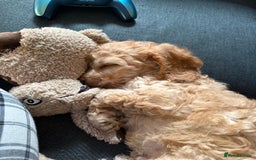 Cockapoo dogs for sale: Beautiful Cockapoos  - Image 9