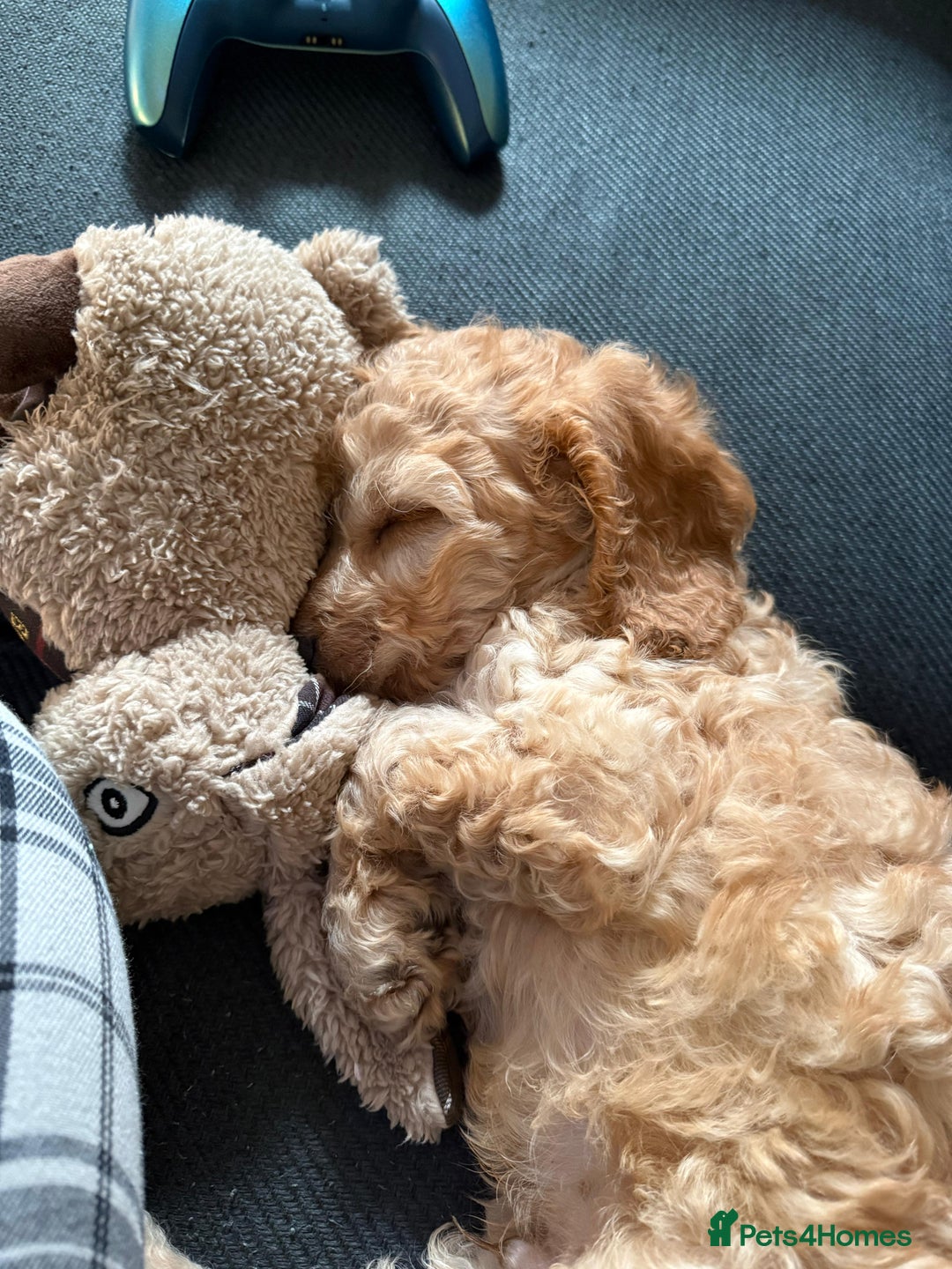 Cockapoo dogs for sale: Beautiful Cockapoos  - Image 9