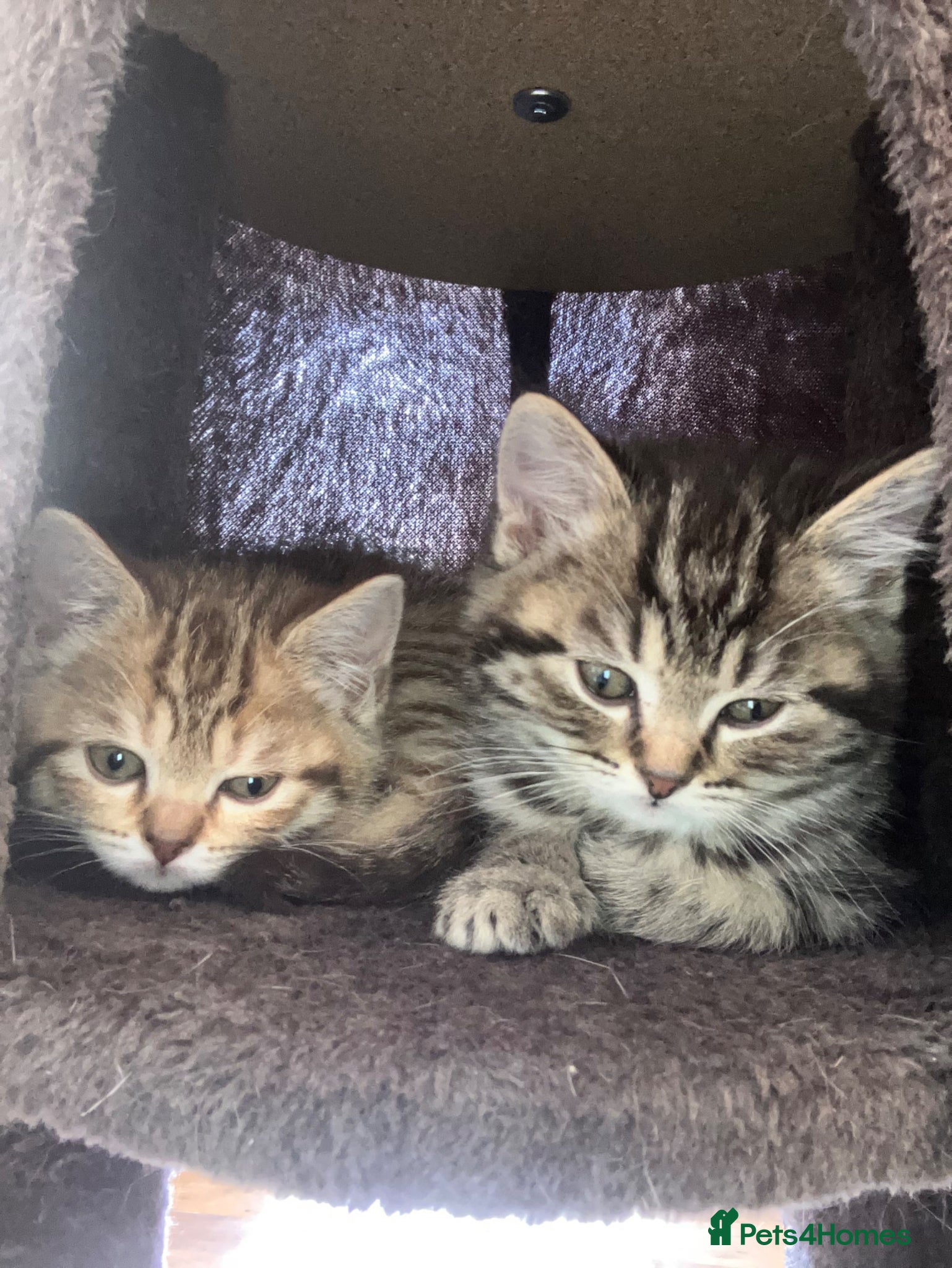 Scottish Fold cats Scottish straight 2 boys 1 girl  - Advert 1