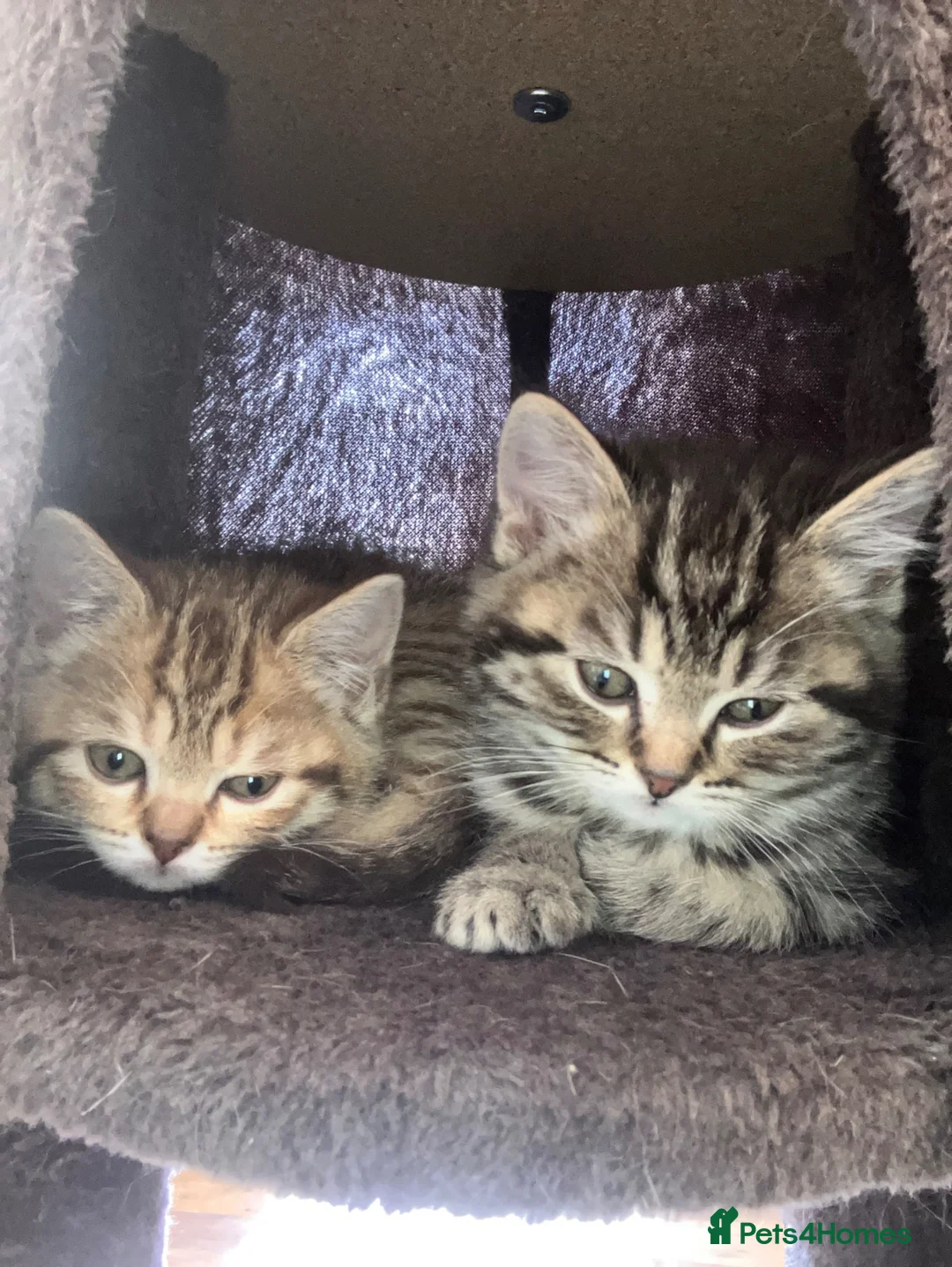 Scottish Fold cats for sale: Scottish straight 2 boys 1 girl  - Advert 1