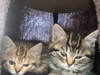 Scottish Fold cats Scottish straight 2 boys 1 girl - Advert 6