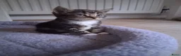 Mixed Breed cats for sale: Litter of 5 kittens - Advert 11