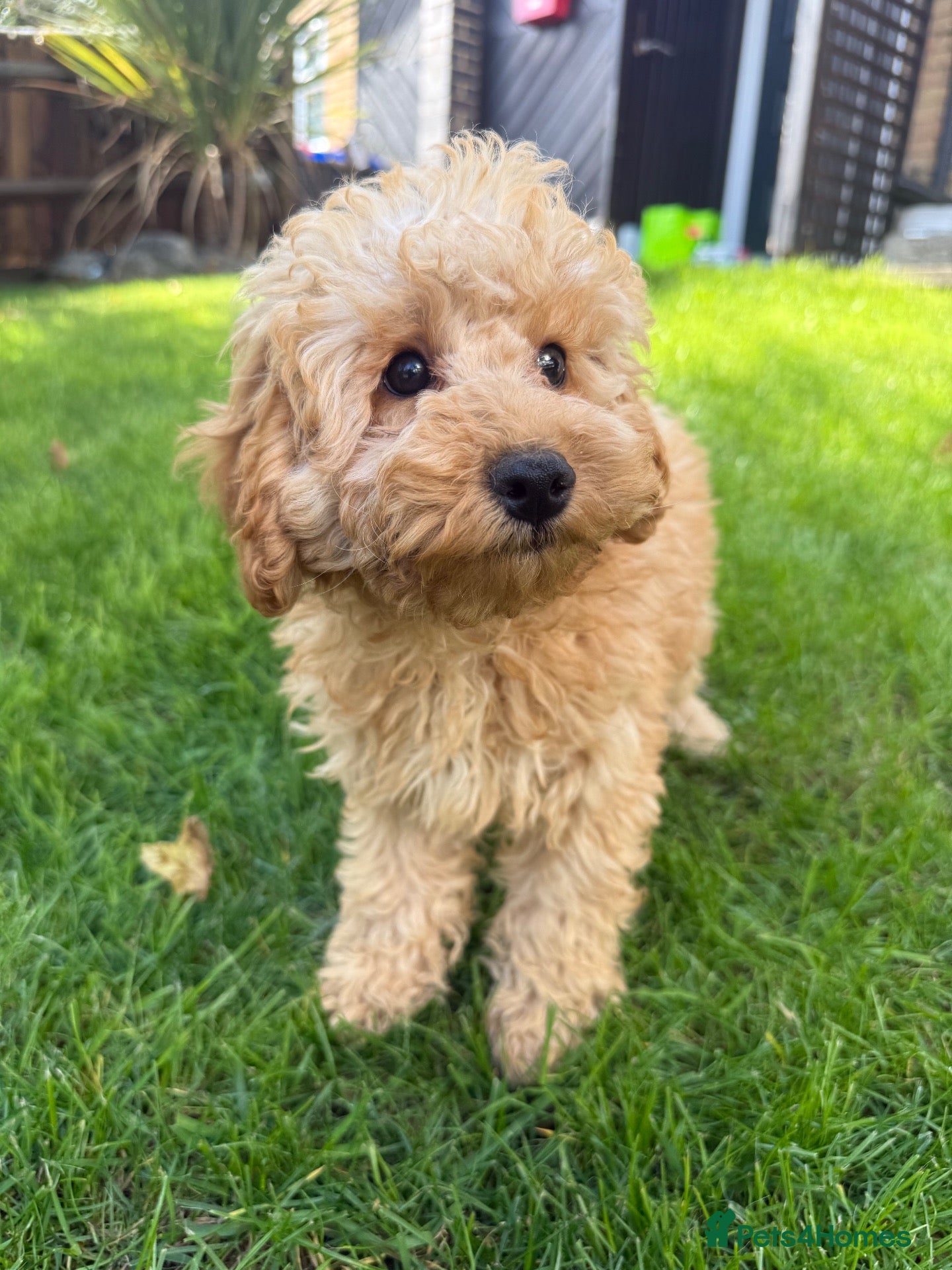Cavapoo dogs DNA health tested Miniature Cavapoos 🌸  - Advert 1