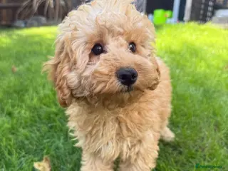 Cavapoo dogs DNA health tested Miniature Cavapoos 🌸 - Advert 1