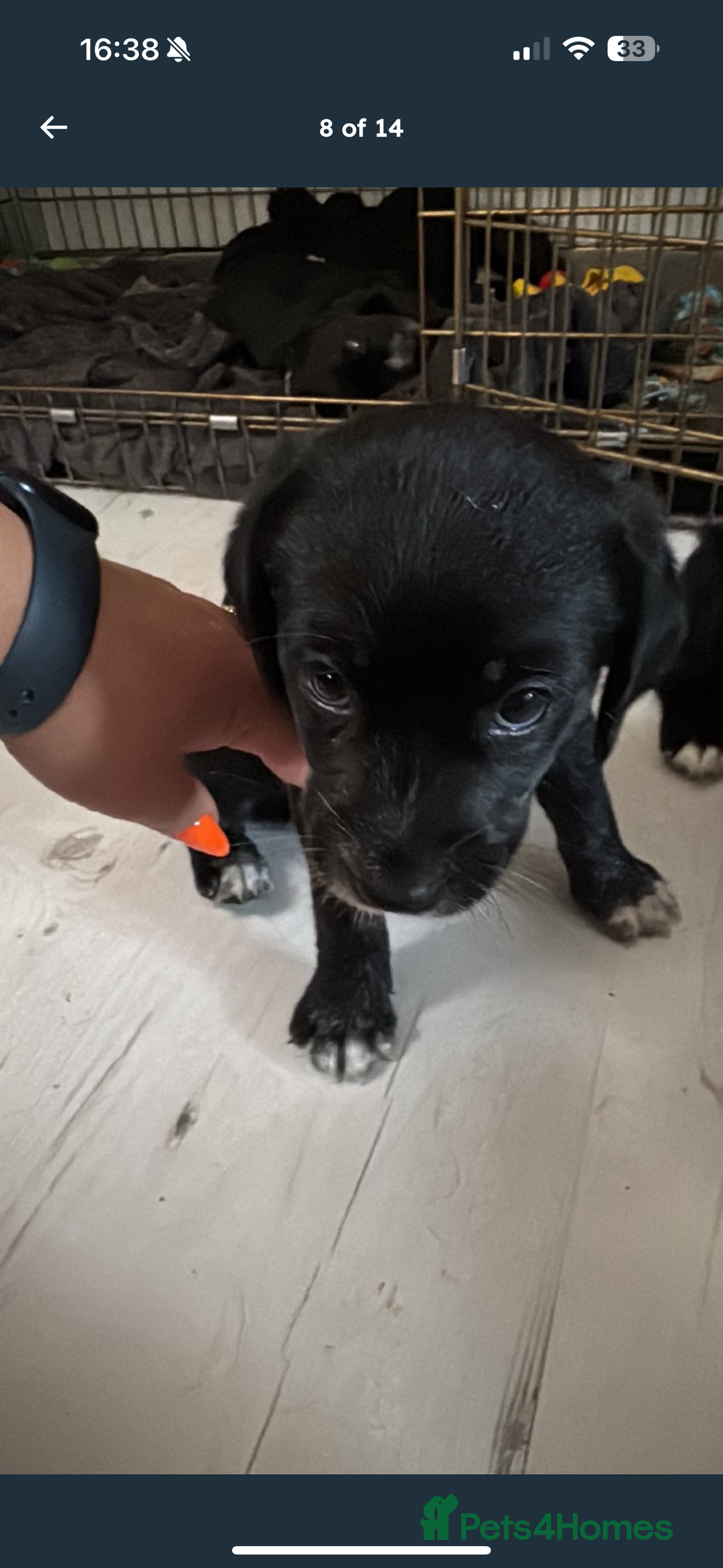 Mixed Breed dogs for sale: Beautiful puppys for sale  - Image 20