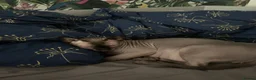 Sphynx cats for sale: Sphinx - Advert 11