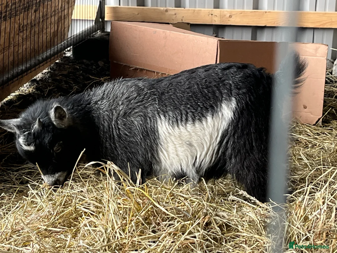 Goats livestock for sale: 2 small Pygmy goats  - Advert 4