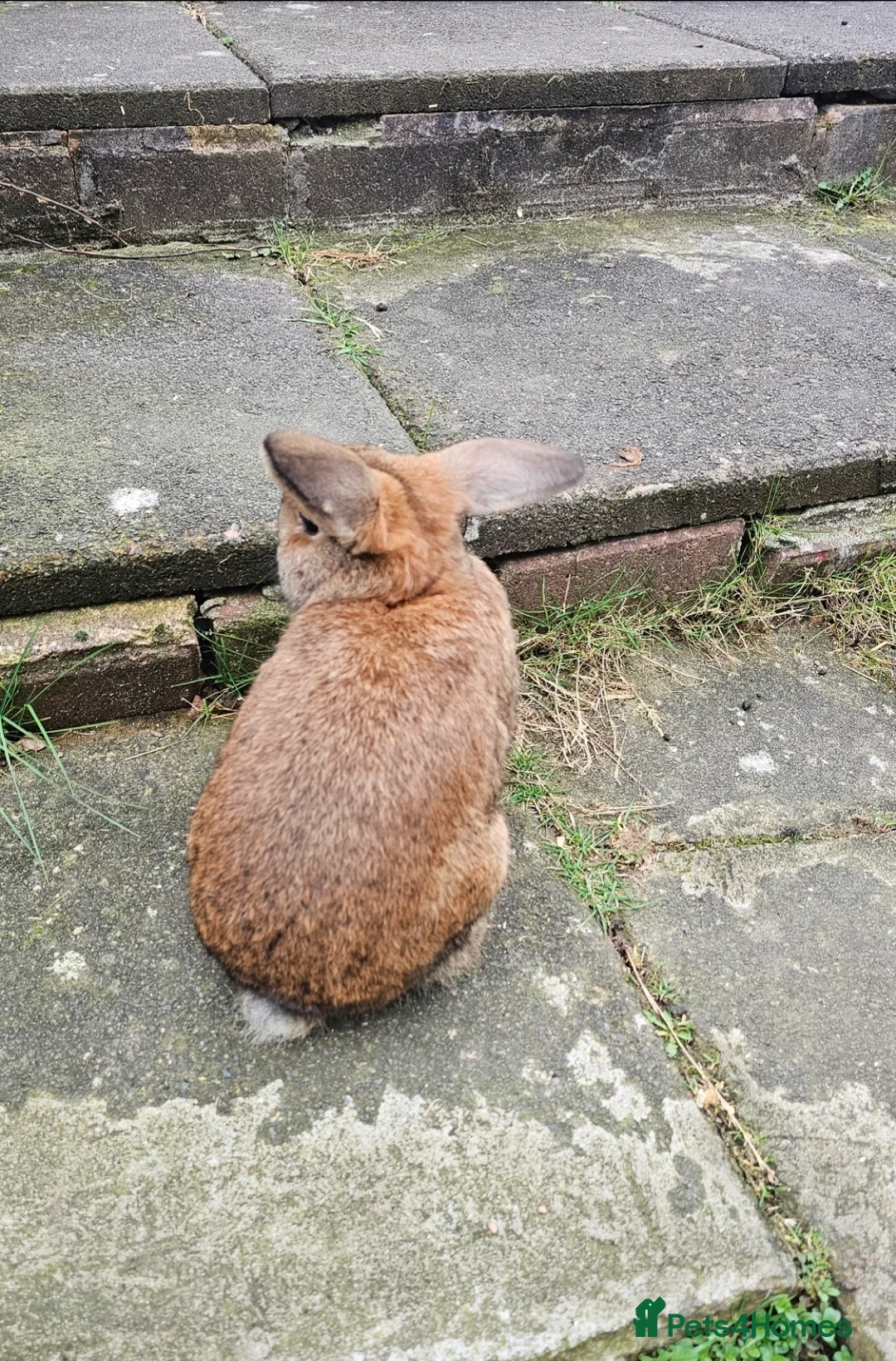 Mini Lop rabbits for sale: 2 Beautiful Mini Lop Brothers looking for home in Burton-on-Trent - Advert 9