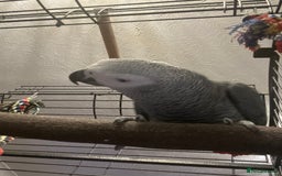 Parrots birds for sale: African grey parrot called Richie comes with cage  - Advert 4