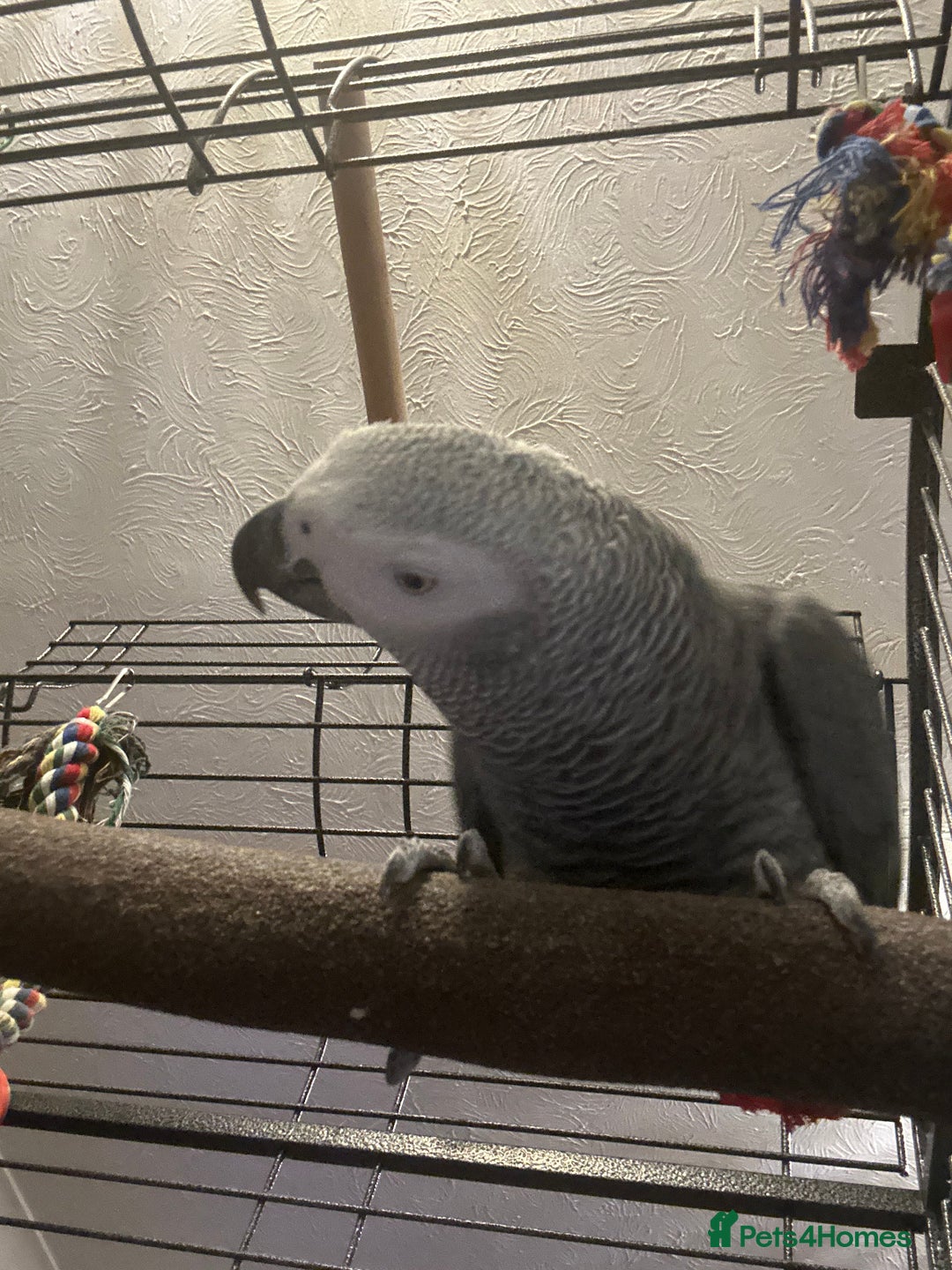 Parrots birds for sale: African grey parrot called Richie comes with cage  - Advert 4