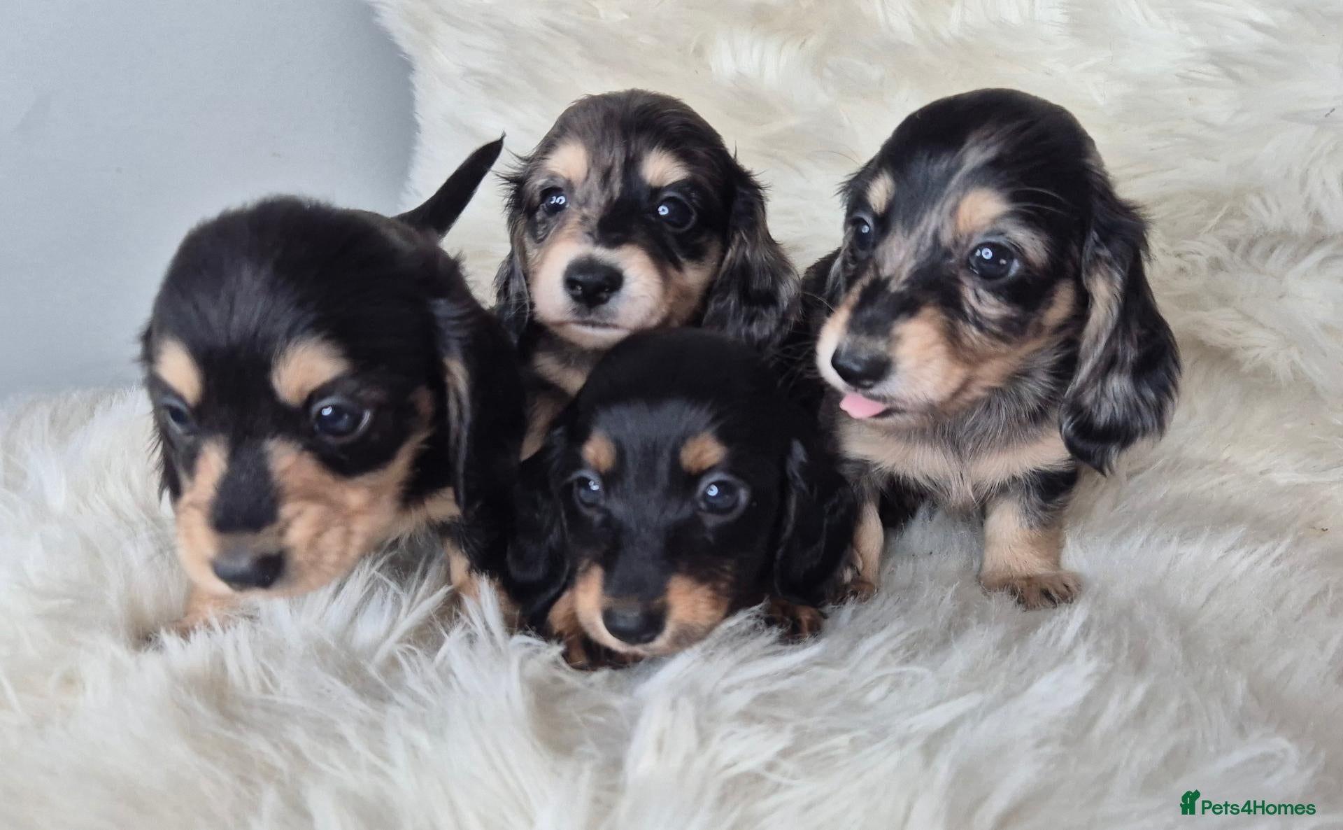 Miniature Dachshund dogs for sale: ⚜️KC reg PRA clear Miniature dachshund puppies  - Advert 18