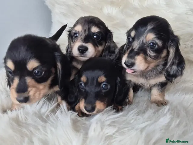 Miniature Dachshund dogs for sale: ⚜️KC reg PRA clear Miniature dachshund puppies - Advert 18