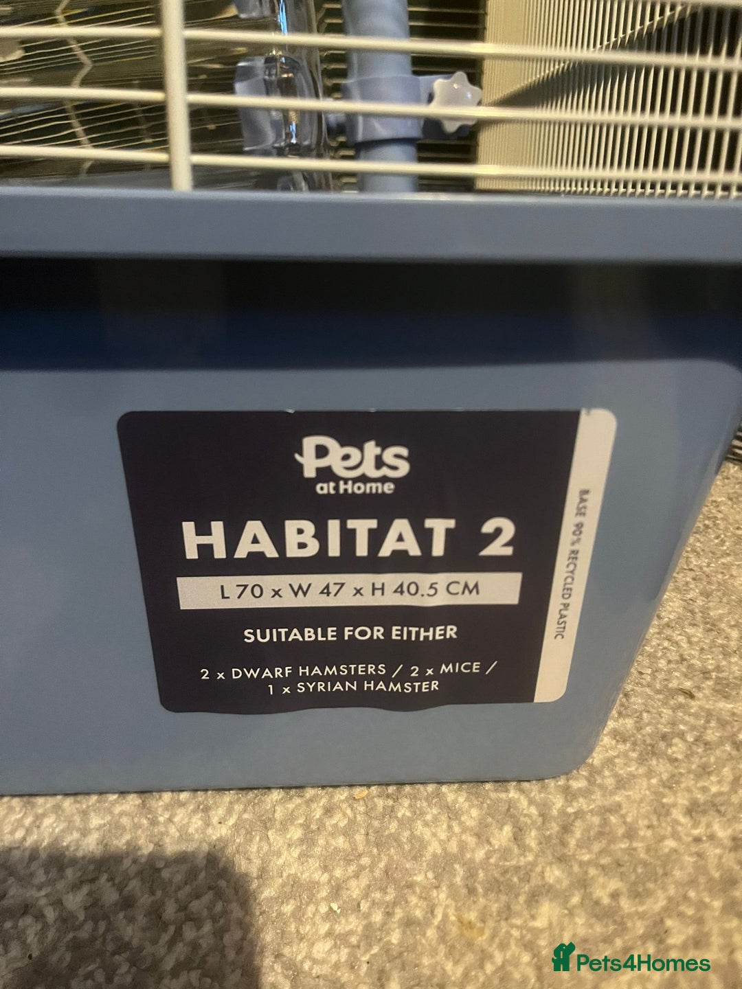 Hamster rodents for sale: Hamster for sale  - Advert 5