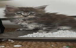 Maine Coon cats for sale: 2 xl tica active mainecoon kittens  - Image 23