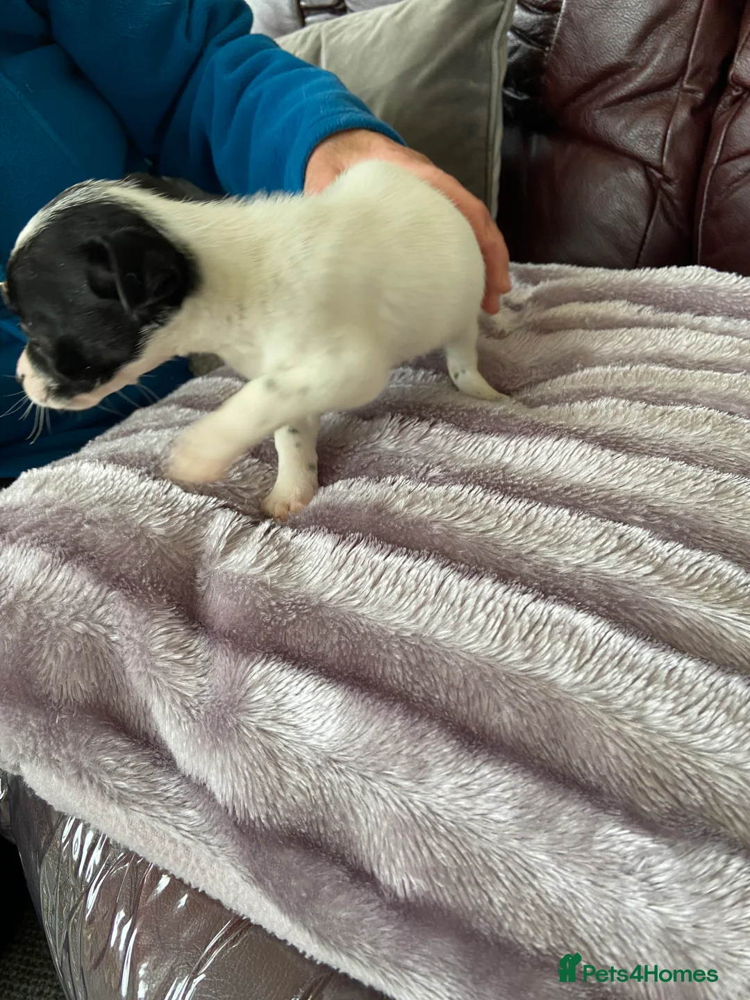 Jack Russell dogs for sale: Jack Russell  - Advert 6