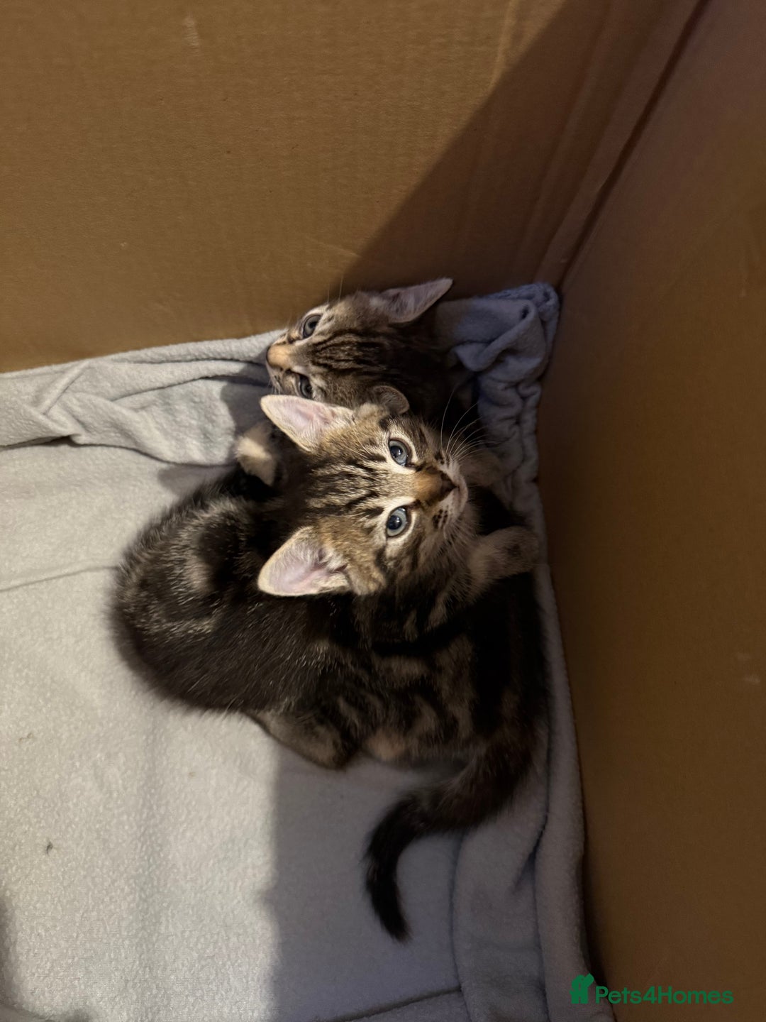 British Shorthair cats for sale: Gorgeous kittens  - Advert 30