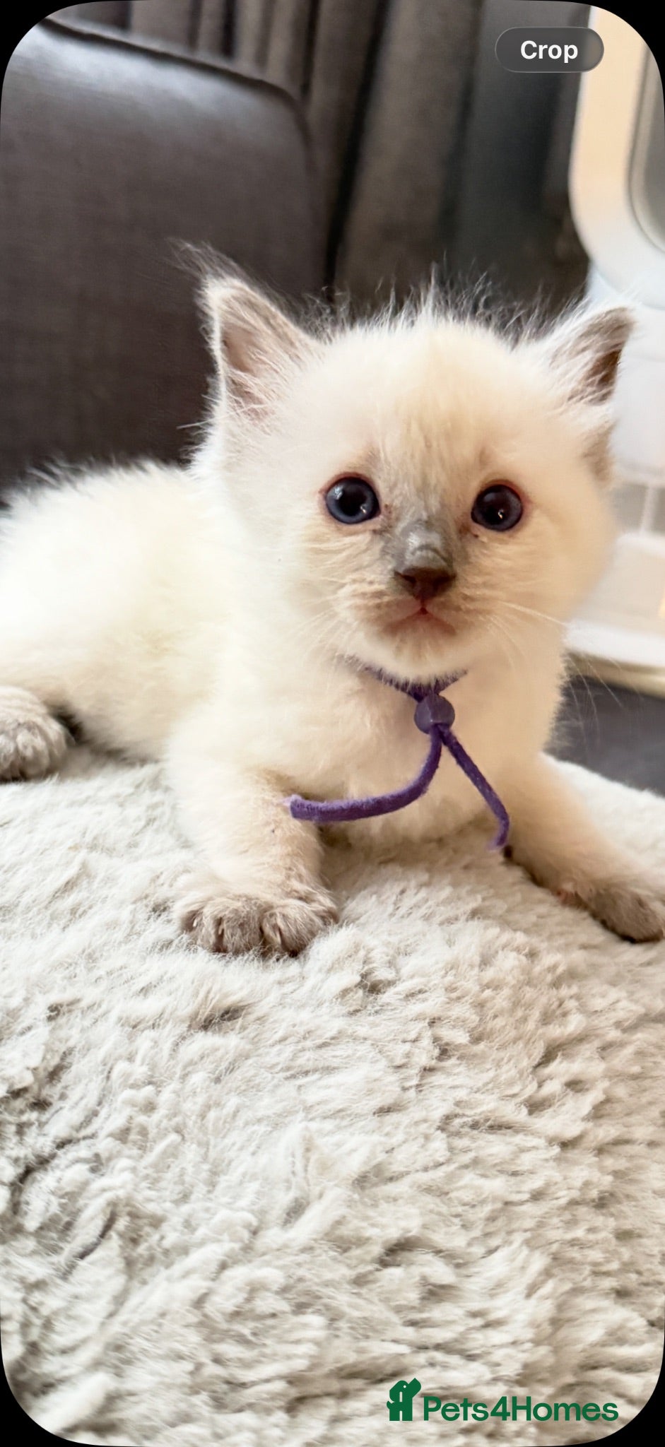 Ragdoll cats *** 5 Pure Ragdoll Kittens for Sale*** - Advert 3