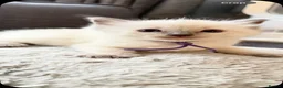 Ragdoll cats for sale: *** 3 Male 1 Female Blue Point Ragdoll Kittens *** - Advert 30