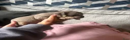 English Bulldog dogs for sale: Old English bulldog  in Portsmouth - Advert 12