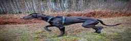 Mixed Breed dogs for sale: 11 month old male Pointer X Weimaraner  - Advert 2