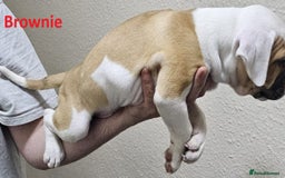 Mixed Breed dogs for sale: Confident & Well-Socialised Presa x Staffy Pups - Image 21