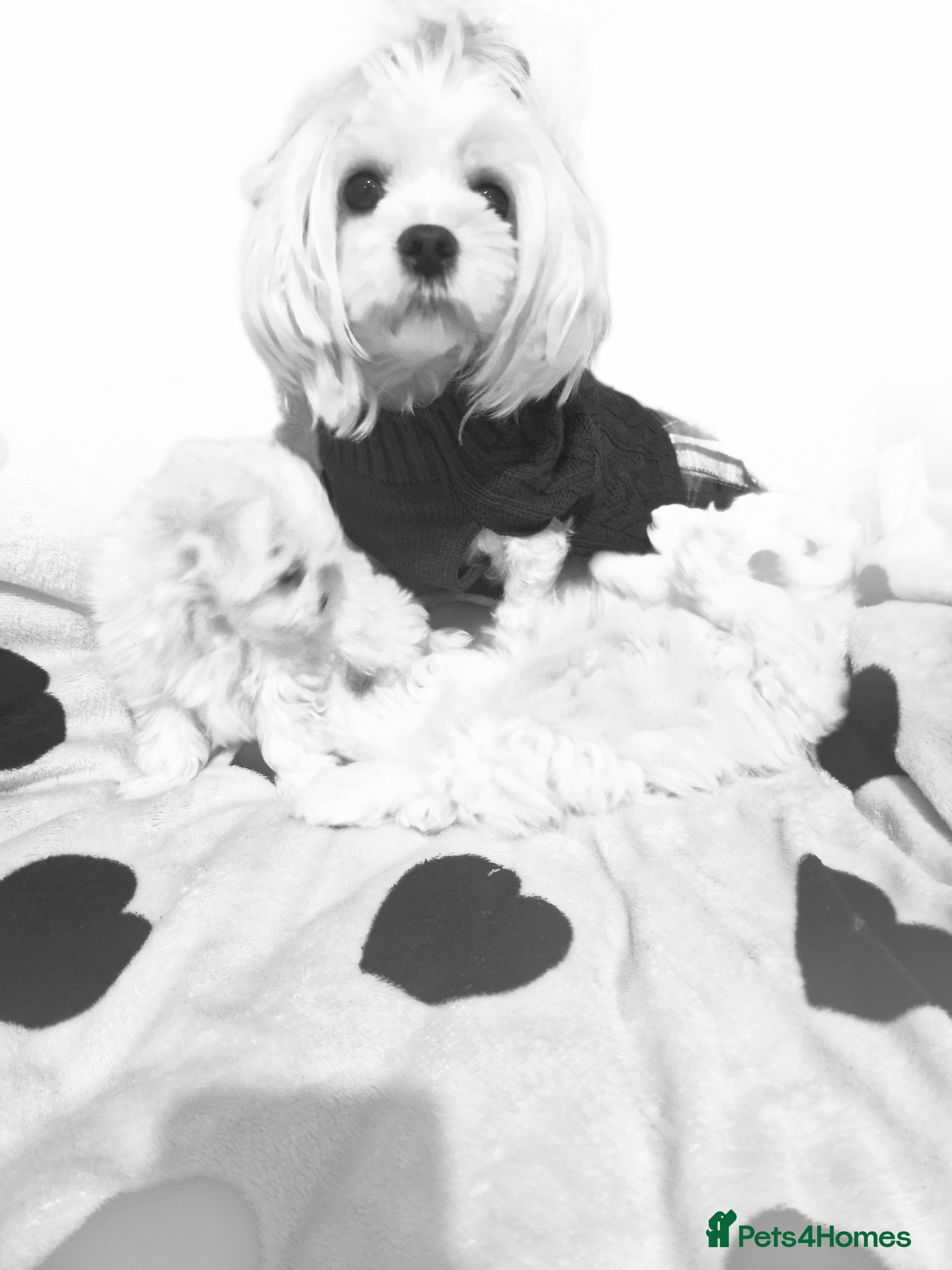 Maltese dogs Maltese toybreed - Advert 1