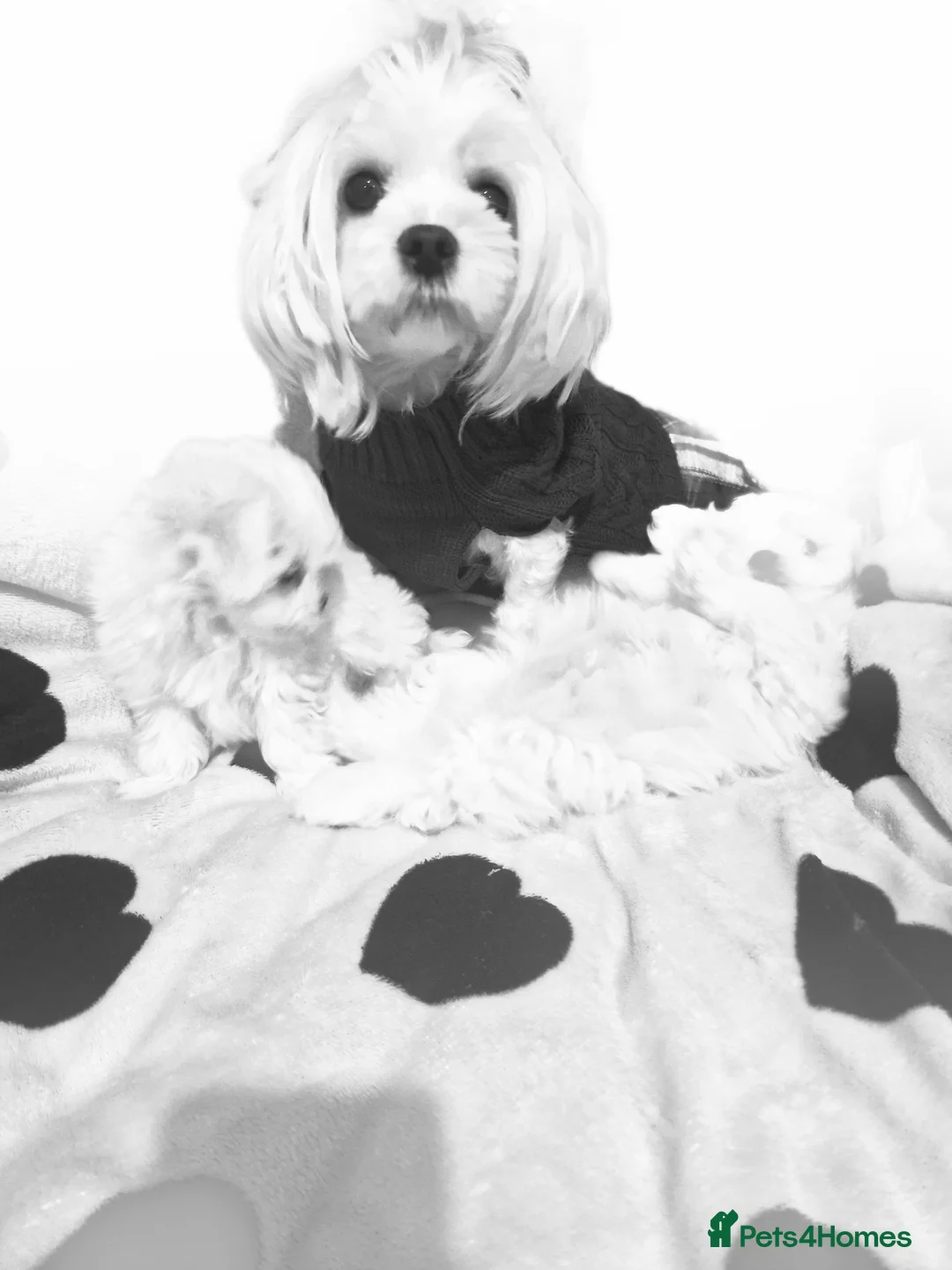 Maltese dogs for sale: Maltese toybreed - Advert 1