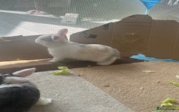 Mixed Breed rabbits for sale: Mixed breed - Image 8