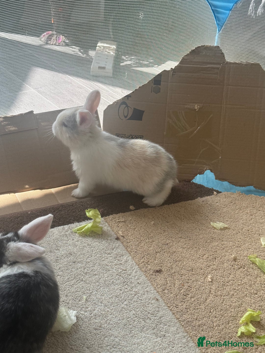 Mixed Breed rabbits for sale: Mixed breed - Image 8