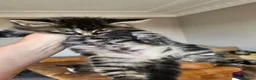 Mixed Breed cats for sale: Maine coon cross tabby - stunning fluffy kittens.. in Bridge of Weir - Advert 25