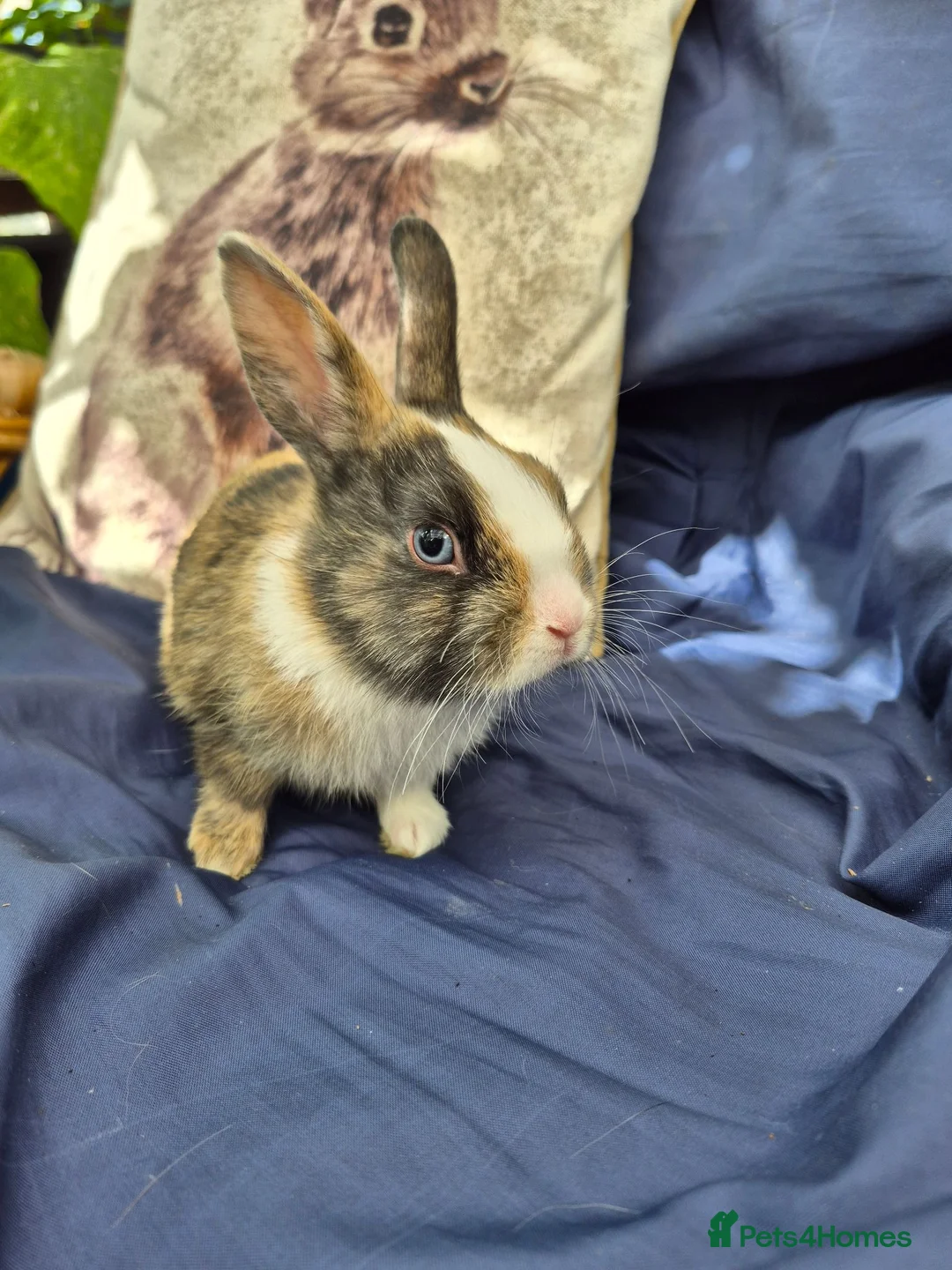 Mixed Breed rabbits for sale: 4 Netherland Dwarf x Dutch Babies - Advert 1