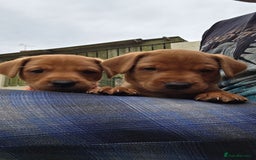 Labrador Retriever dogs for sale: KC Registered Fox Red Labrador Puppies - Image 15