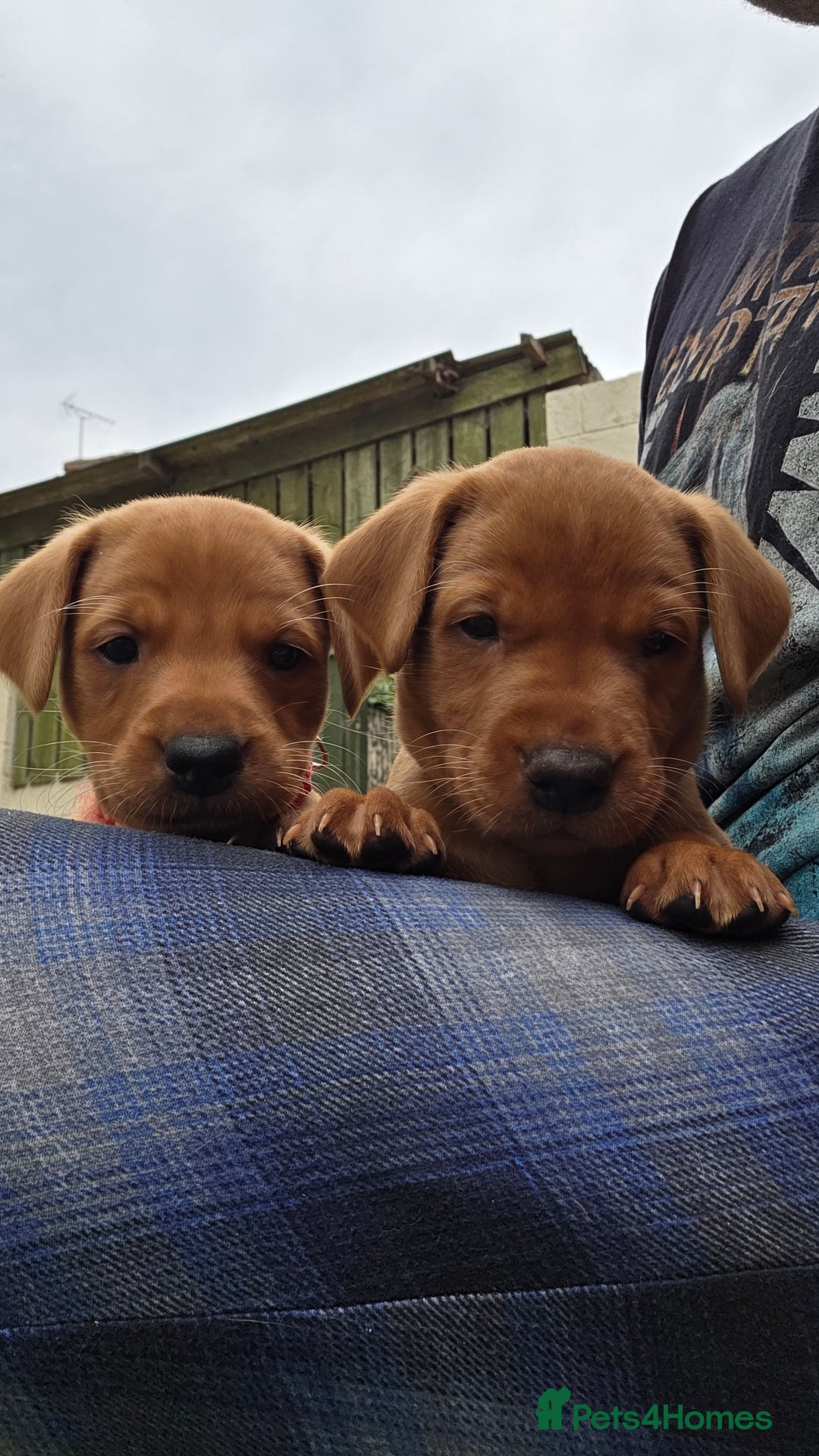 Labrador Retriever dogs for sale: KC Registered Fox Red Labrador Puppies - Image 15