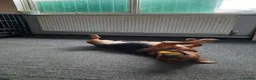 Mixed Breed dogs for sale: Narla  in Droitwich - Advert 1