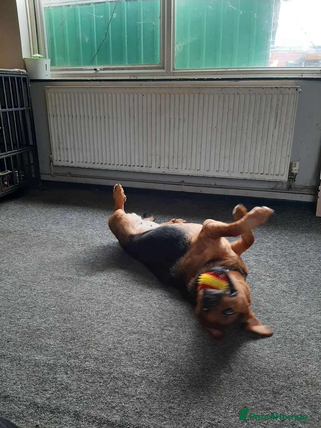 Mixed Breed dogs for sale: Narla  in Droitwich - Advert 1