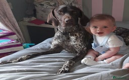 German Shorthaired Pointer dogs for sale: Loki - German short haired pointer - Image 3