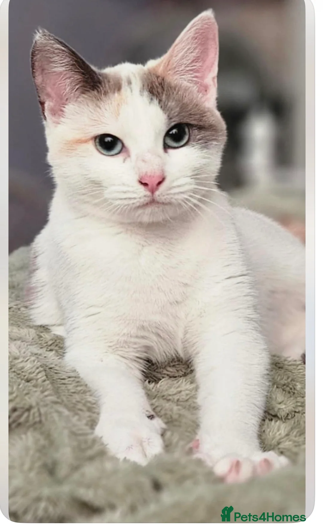 Scottish Fold cats for sale: Scottish fold kittens  - Advert 2